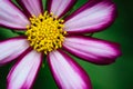 Purple, white, vivid pink wild flower Ã¢â¬ÅWild Cosmos FlowerÃ¢â¬Â Cosmos bipinnatus blooming during Spring and Summer Royalty Free Stock Photo